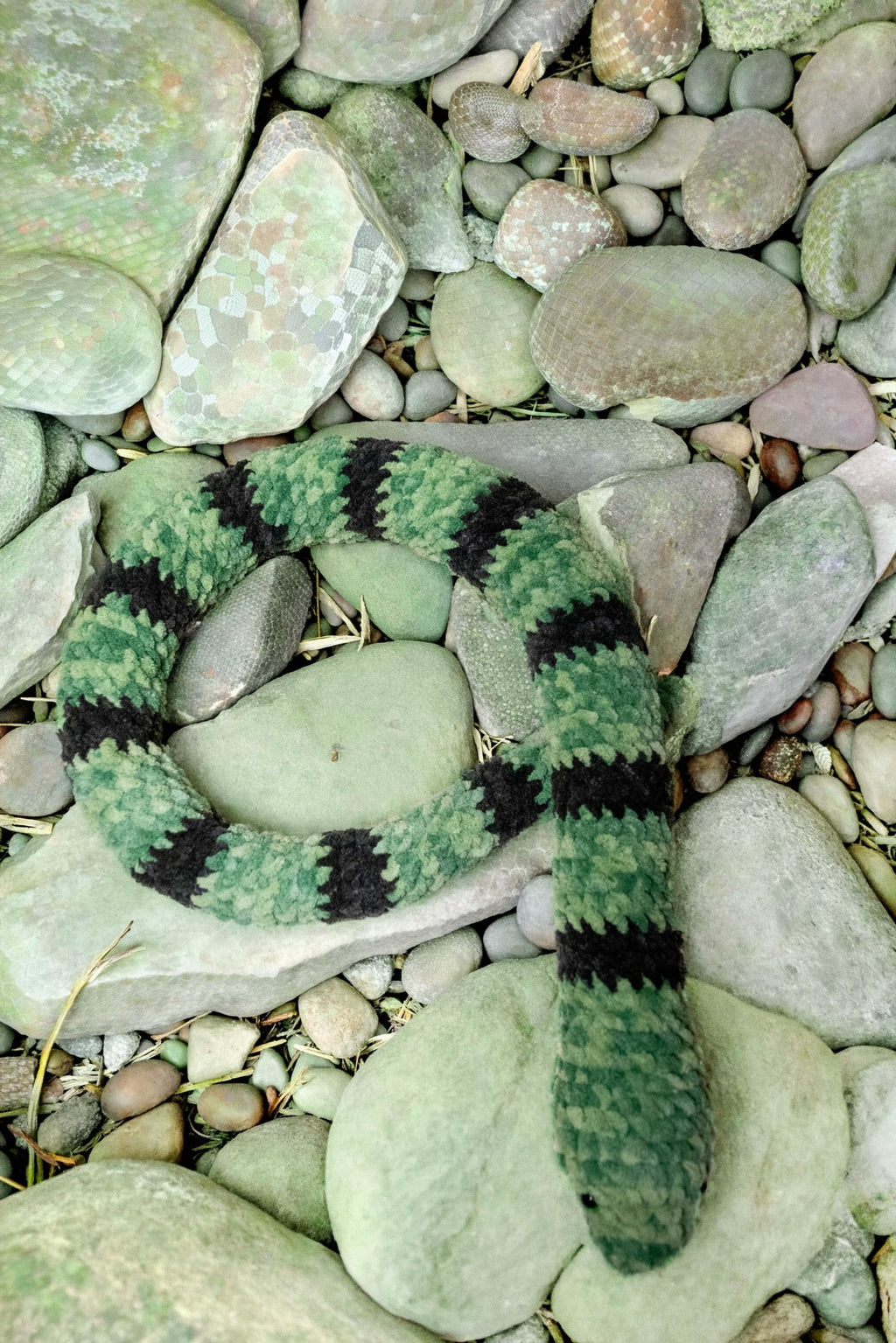 Snake